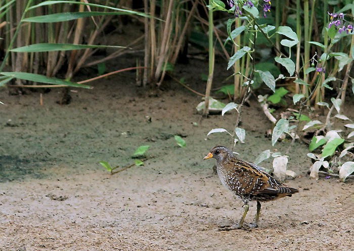 Spotted Crake