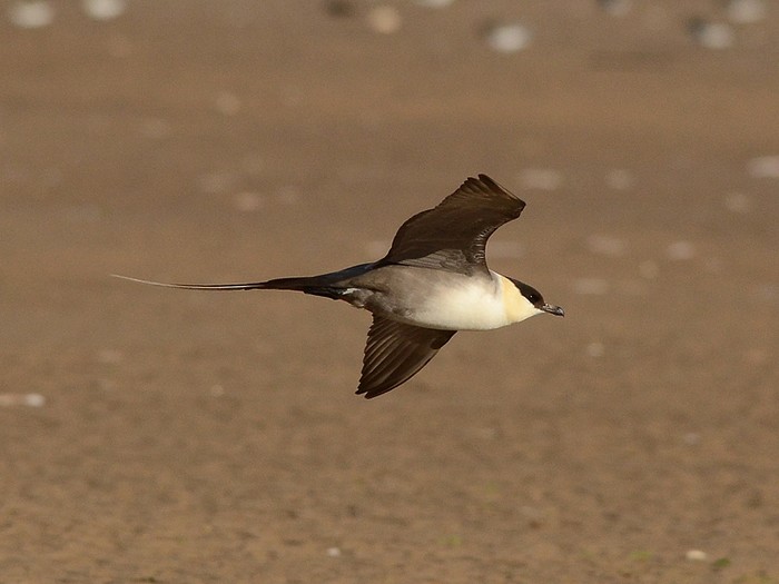 Long-tailed Skua
