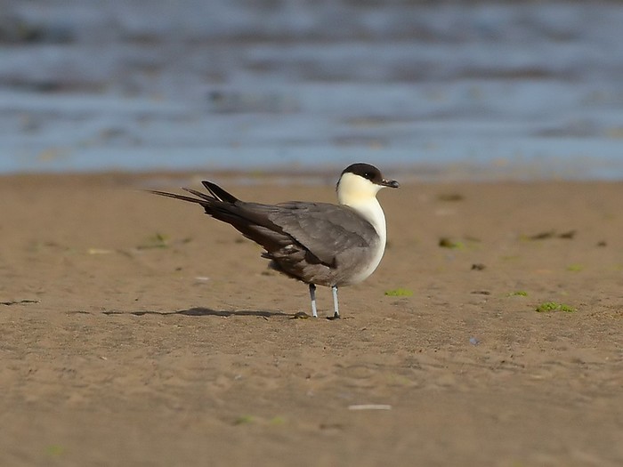 Long-tailed Skua