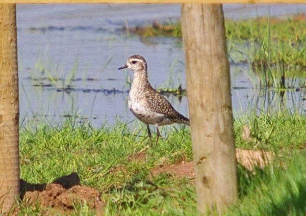 American Golden Plover