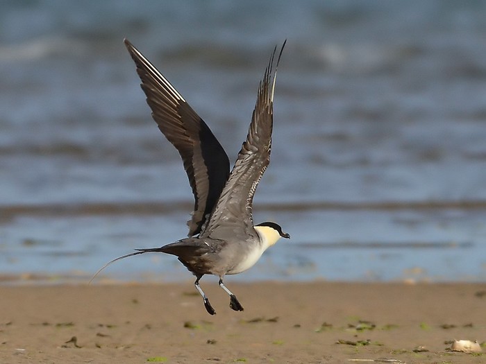 Long-tailed Skua