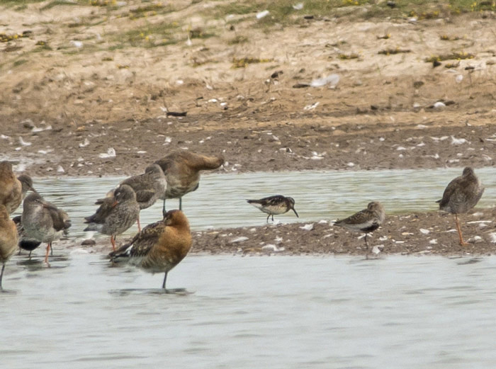 Broad-billed Sandpiper