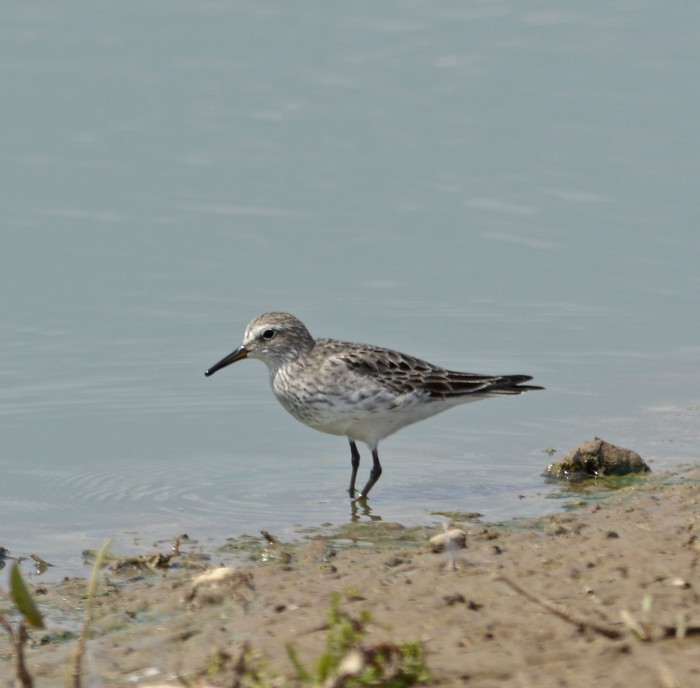 White-rumped Sandpiper