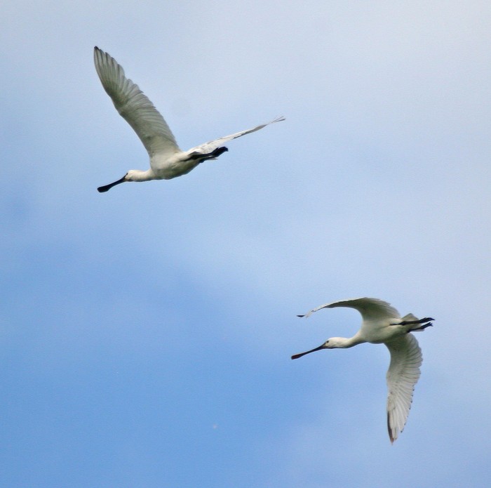 Spoonbill