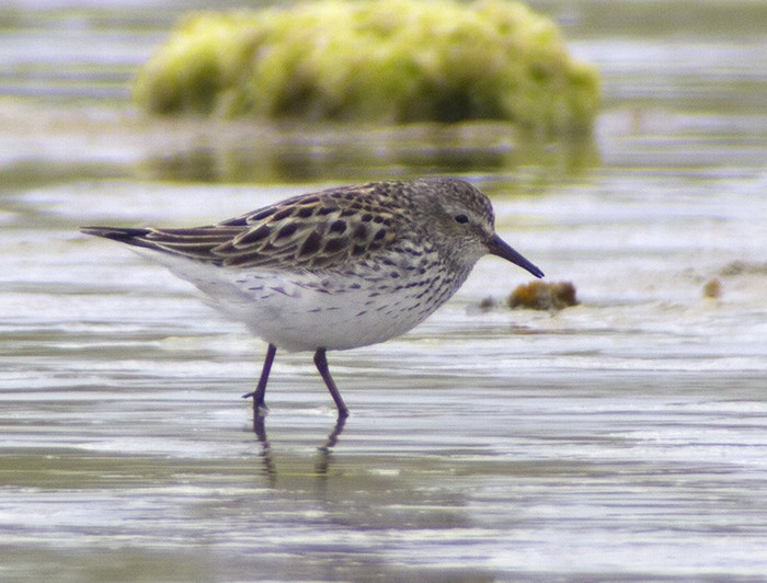 White-rumped Sandpiper