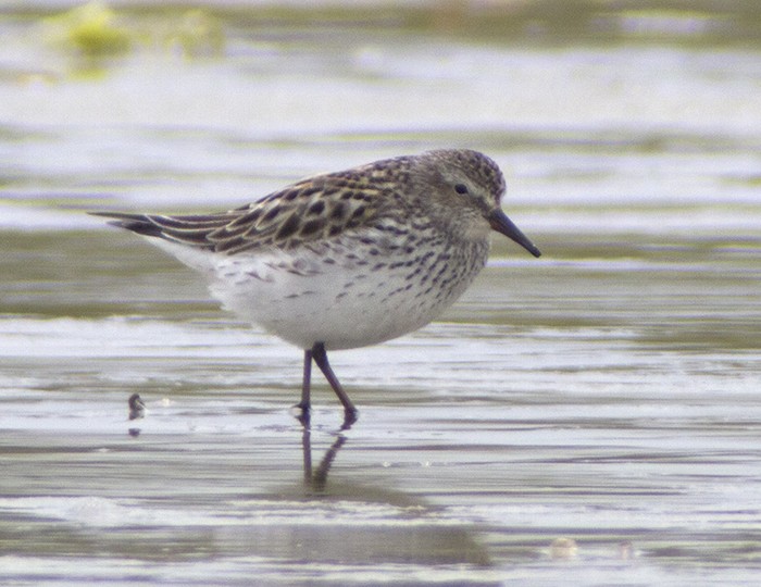 White-rumped Sandpiper