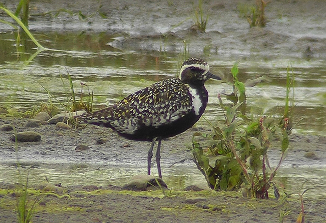 Pacific Golden Plover