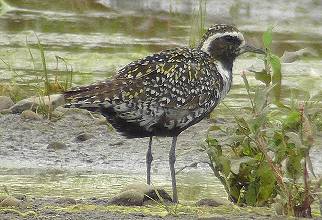 Pacific Golden Plover