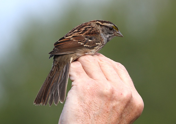 White-throated Sparrow