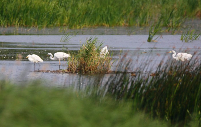 Great White Egret