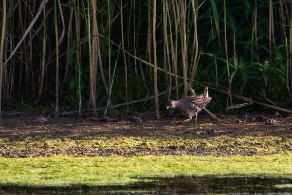 Spotted Crake