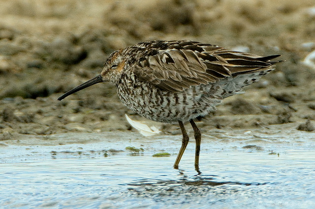 Stilt Sandpiper