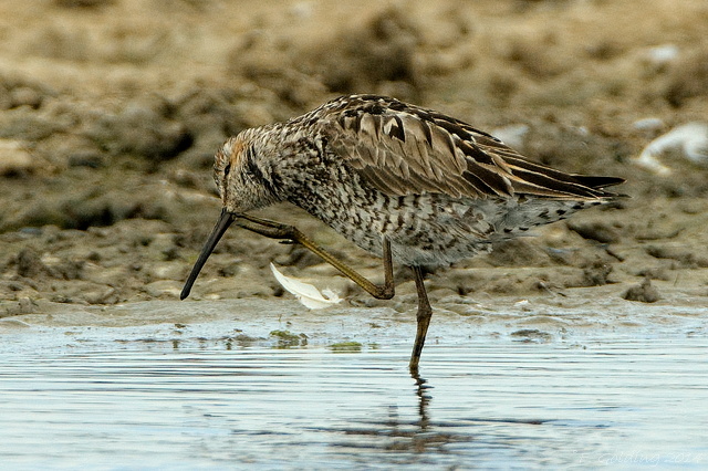 Stilt Sandpiper
