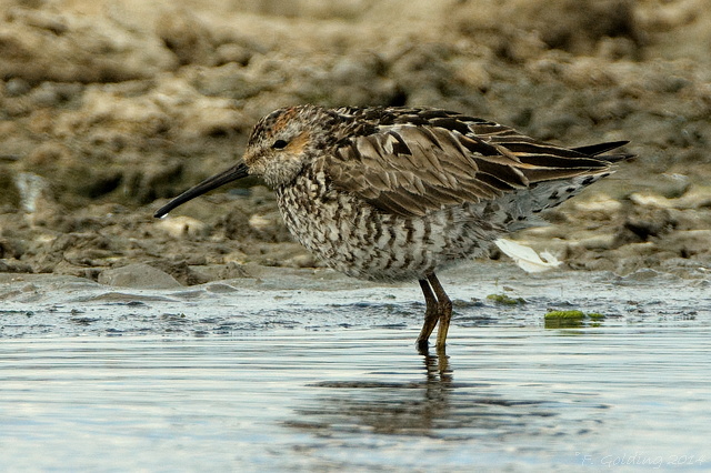 Stilt Sandpiper