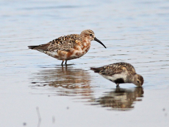 Curlew Sandpiper