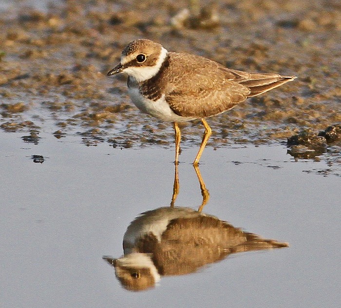 Little Ringed Plover