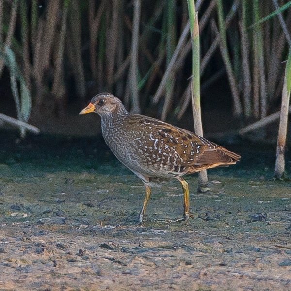 Spotted Crake