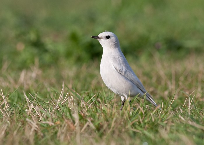 wheatear