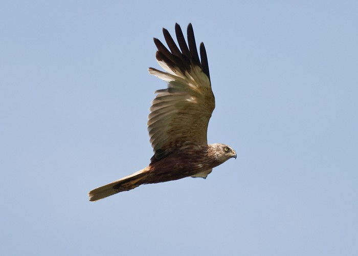 Marsh Harrier