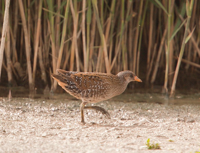 Spotted Crake