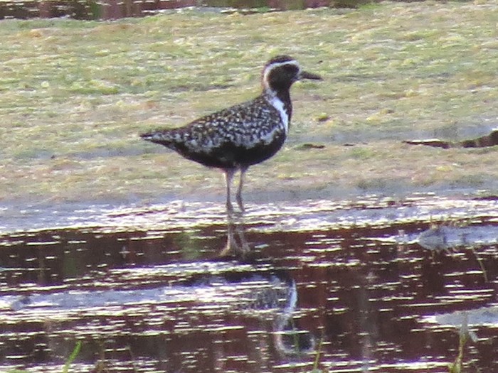 Pacific Golden Plover