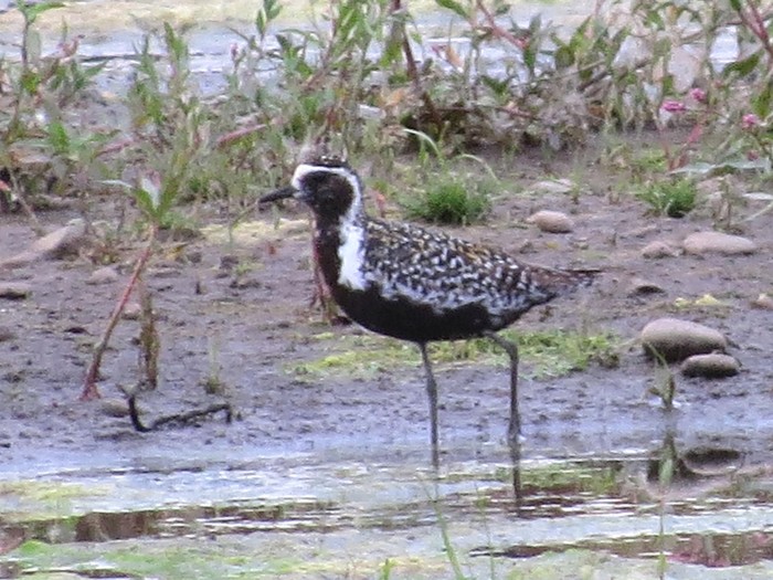 Pacific Golden Plover