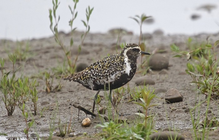 Pacific Golden Plover