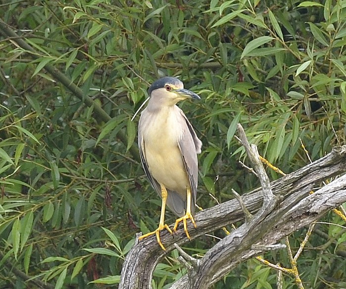 Night Heron