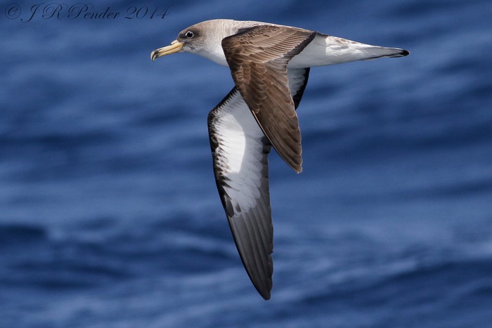 Cory's Shearwater