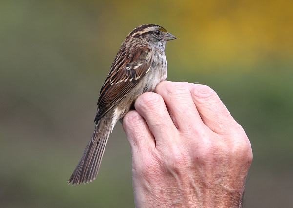 White-throated Sparrow