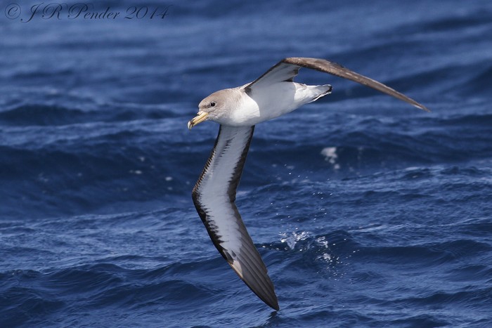 Cory's Shearwater