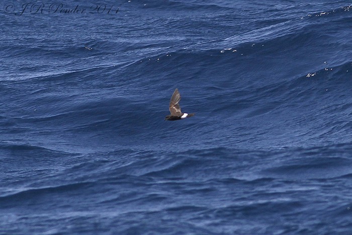 Wilson's Petrel