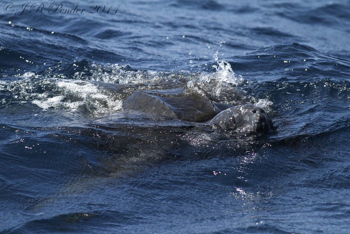 Leatherback Turtle