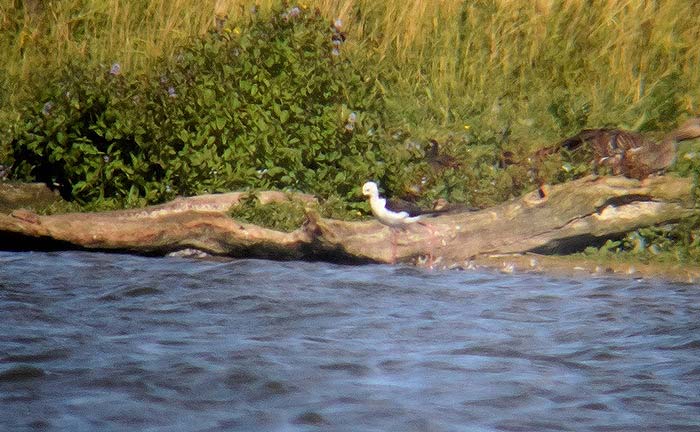 Black-winged Stilt