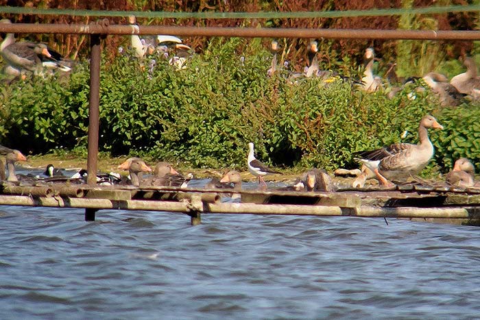 Black-winged Stilt