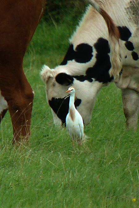 Cattle Egret