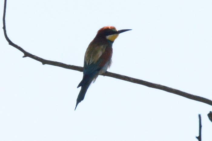 Bee-eater