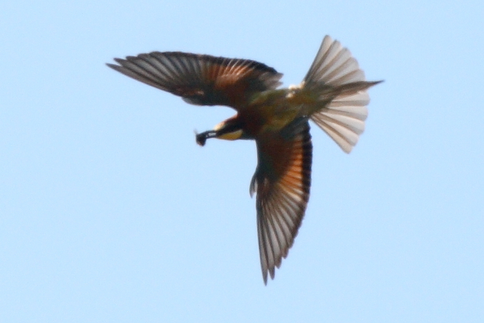 Bee-eater