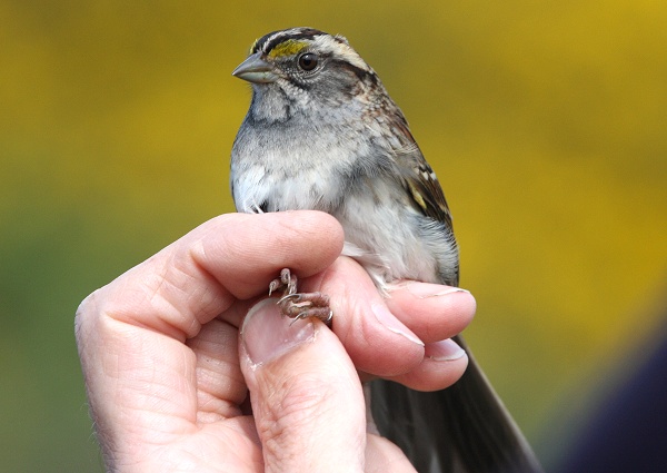 White-throated Sparrow