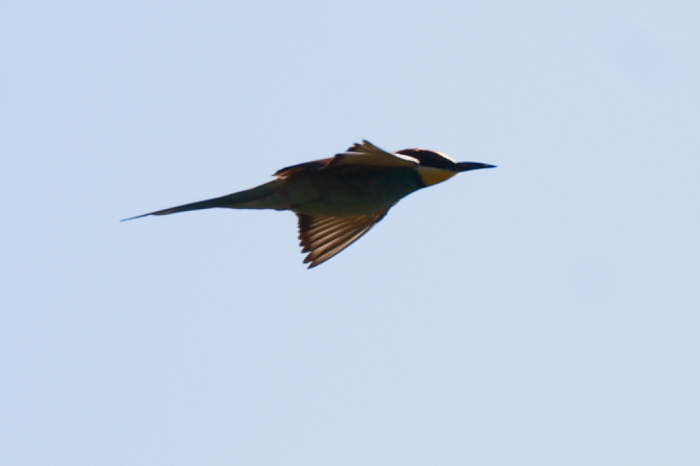 Bee-eater