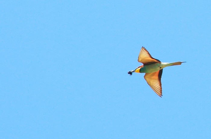 Bee-eater