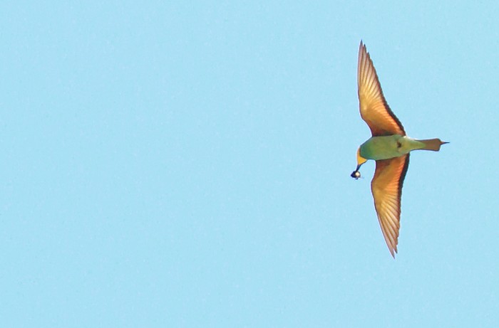 Bee-eater