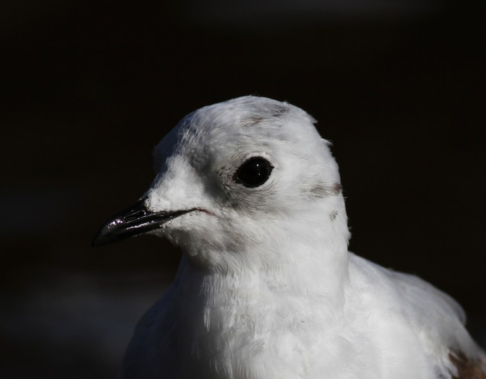 Ross's Gull