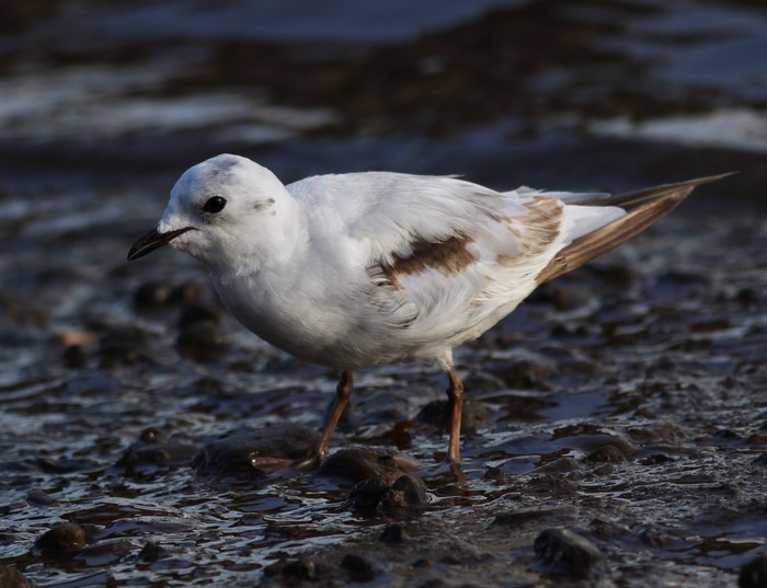 Ross's Gull