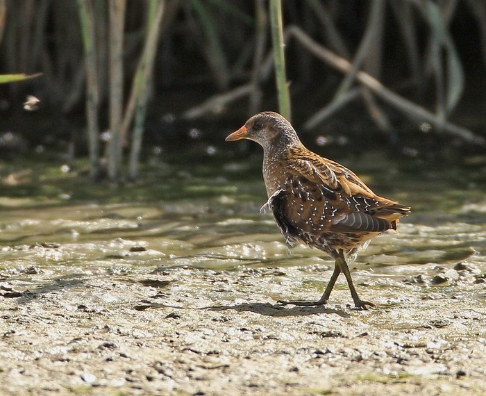 Spotted Crake
