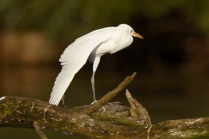 Cattle Egret
