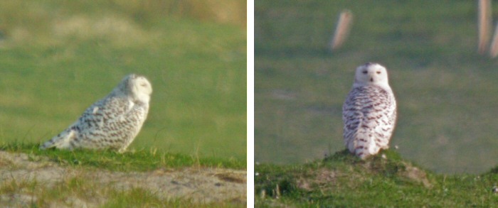 Snowy Owl