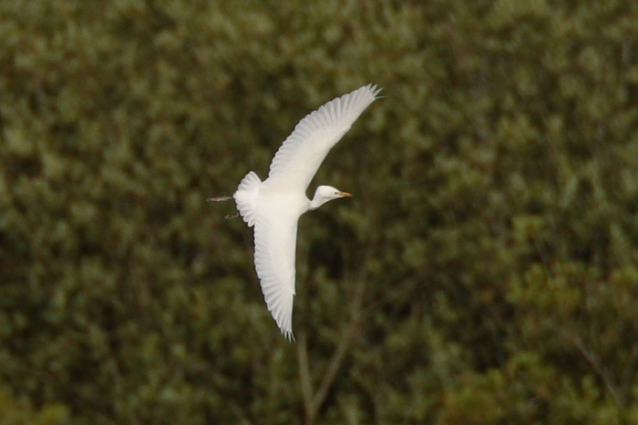 Cattle Egret