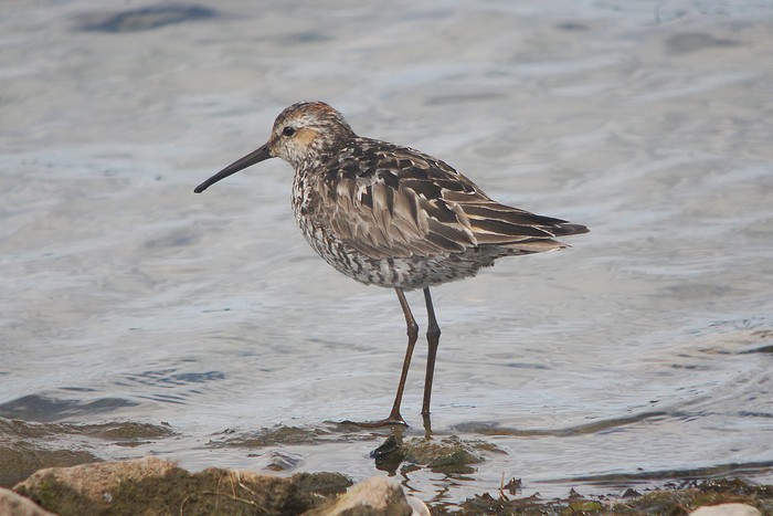 Stilt Sandpiper