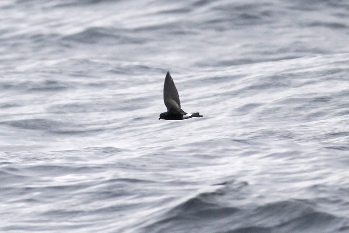 Wilson's Petrel